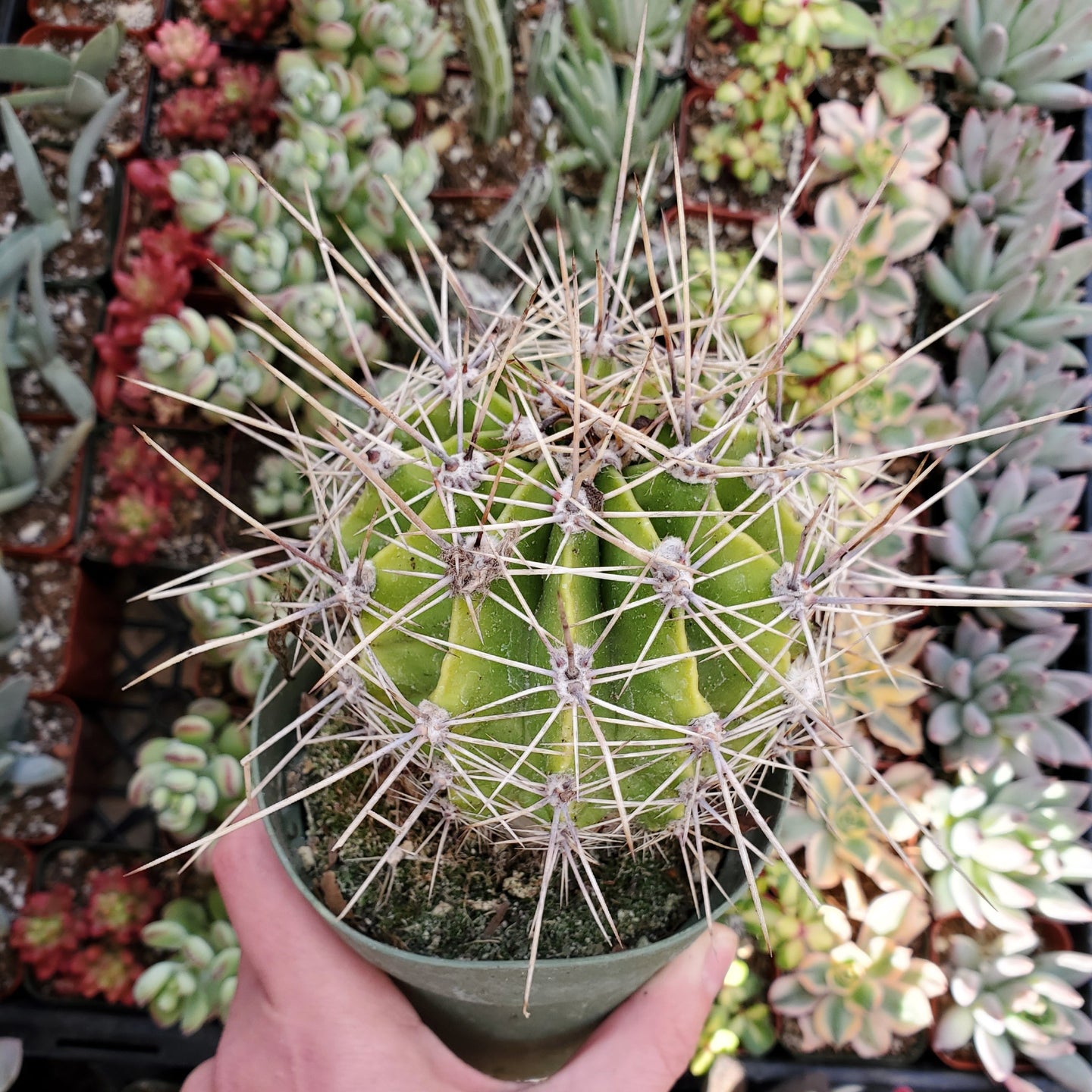 Echinocereus sp